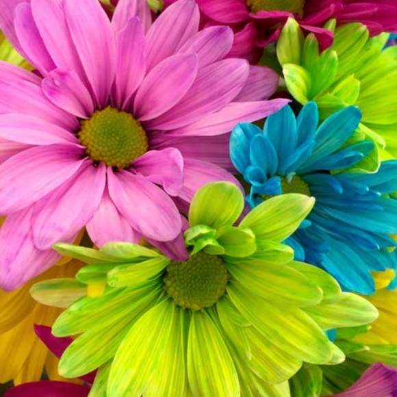 Meet your Posher, Bridget - Picture 1 of 1